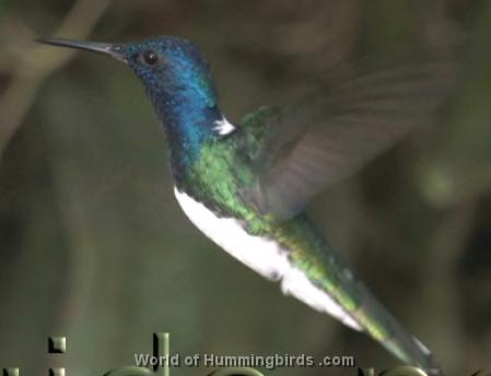 Hummingbird Garden Catalog: White-Necked Jacobin